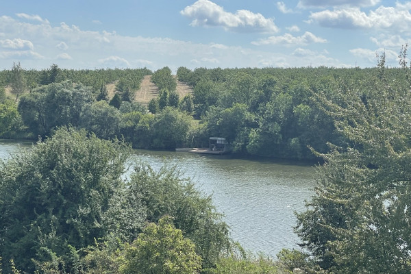 Продаж горіхового саду в Кіровоградській області